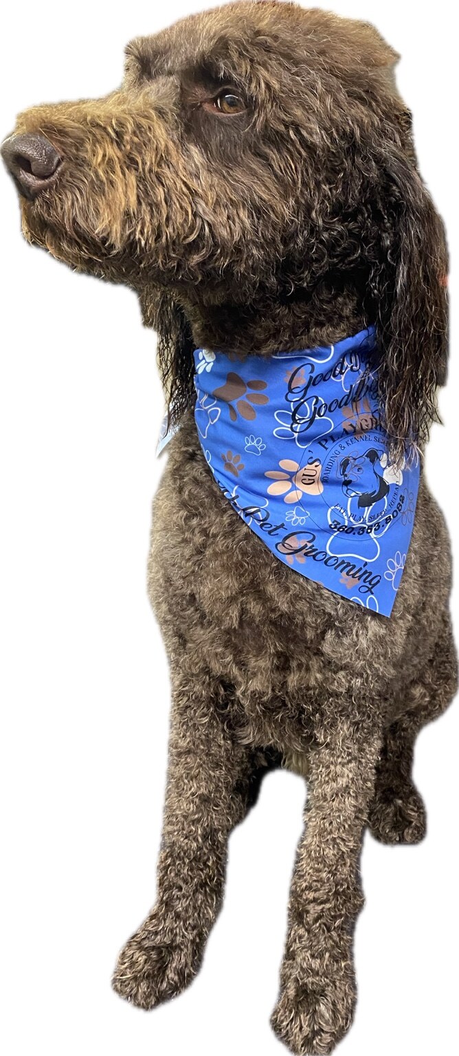 Freshly groomed dog wearing a blue bandana